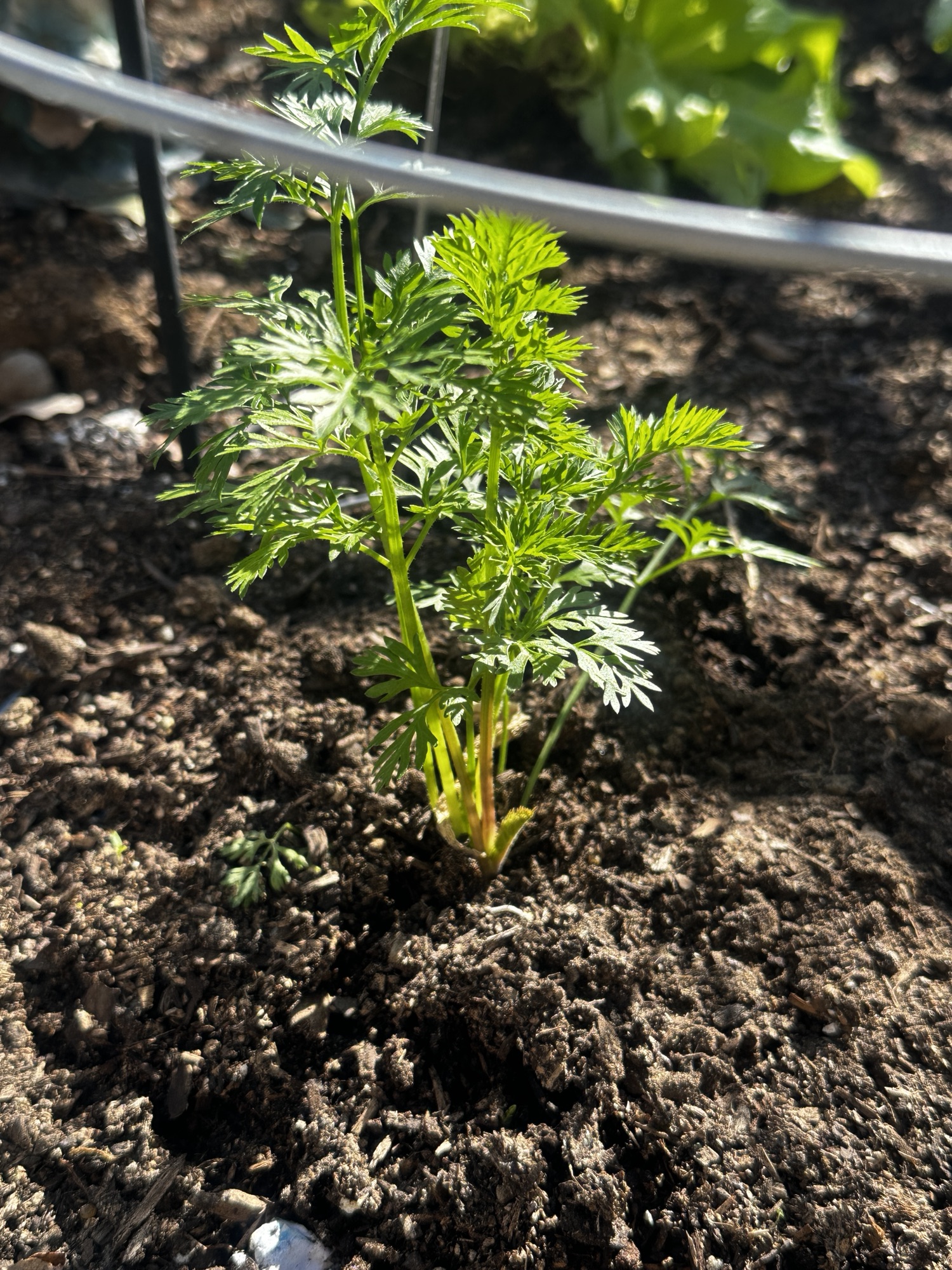 Thriving Green Oasis: Latest Updates from My Vibrant Garden